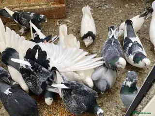 Pigeons birds Persian pigeons - Advert 1