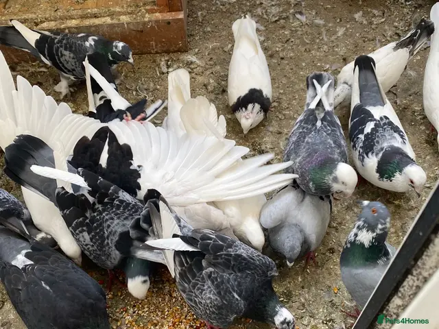 Pigeons birds for sale: Persian pigeons - Advert 1