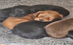 Cocker Spaniel dogs for sale: Working cocker spaniel  - Image 4