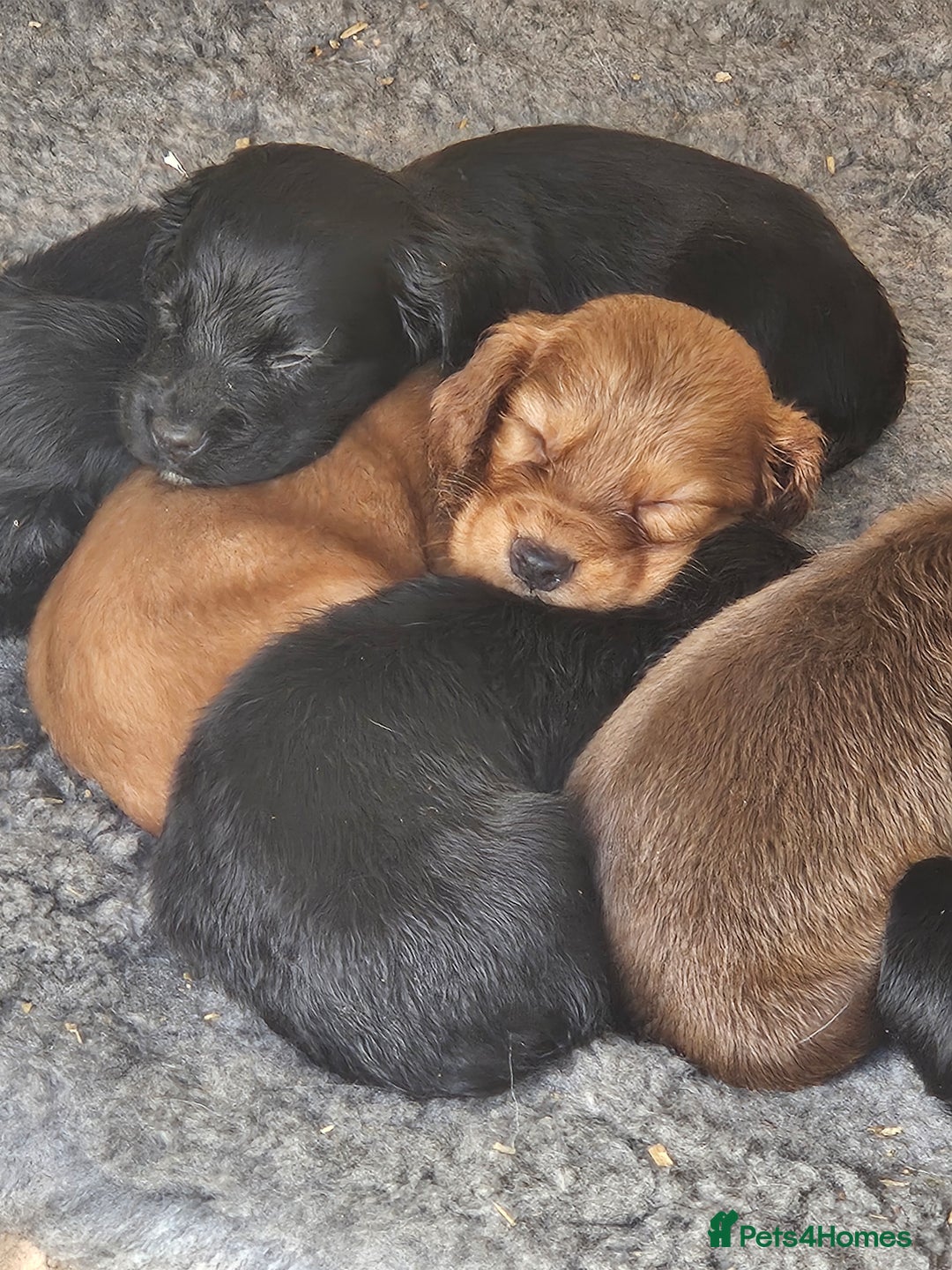 Cocker Spaniel dogs for sale: Working cocker spaniel  - Image 4