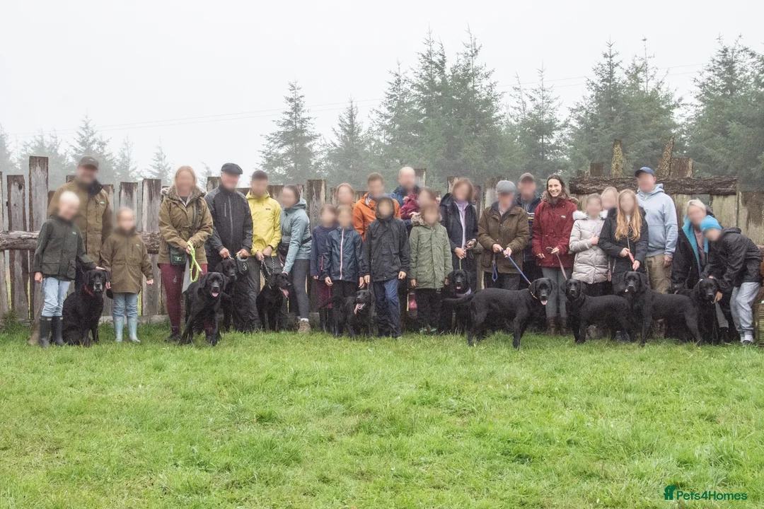 Labrador Retriever dogs for sale: Premium Pedigree Puppies for Labrador Lovers - Advert 7