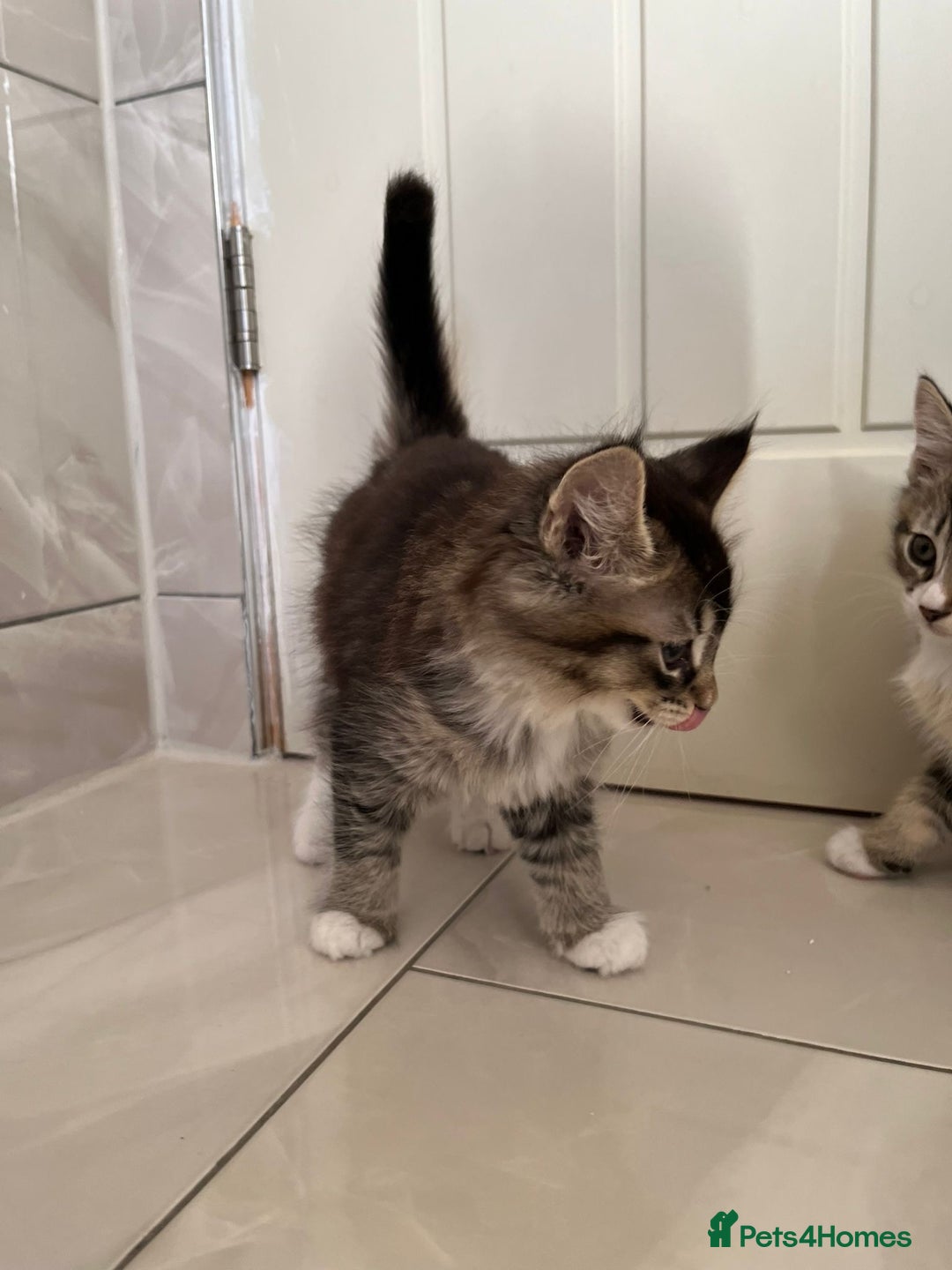 Abyssinian cats for sale: 6 Abyssinian & Tabby Kittens Available - Advert 9