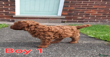 Cockapoo dogs - Advert 2