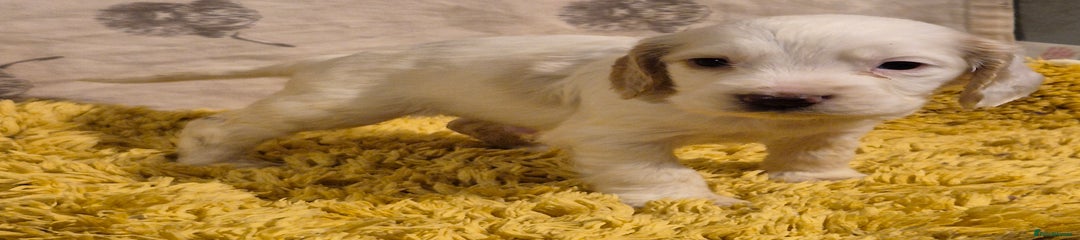 Cocker Spaniel Puppy 3