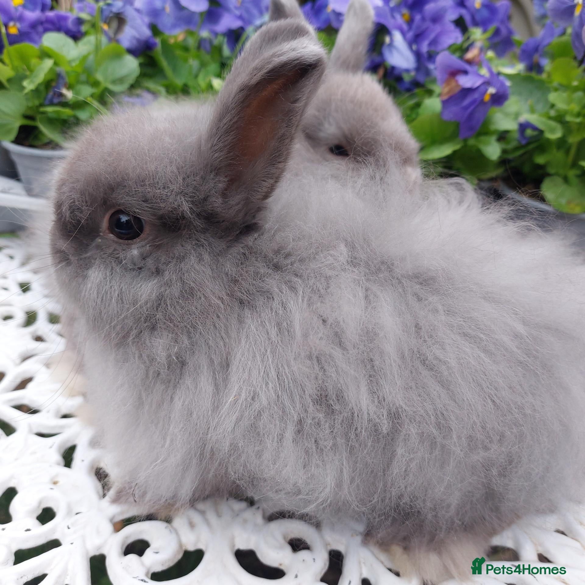 Netherland Dwarf rabbits STUNNING NEATHERLAND DWARF X JERSEY WOOLY X BABIES - Advert 2