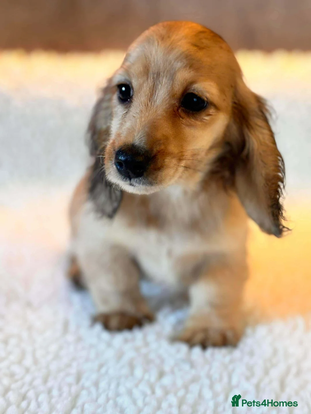 Miniature Dachshund dogs for sale: PRA CLEAR mini longhaired cream boys  - Advert 2