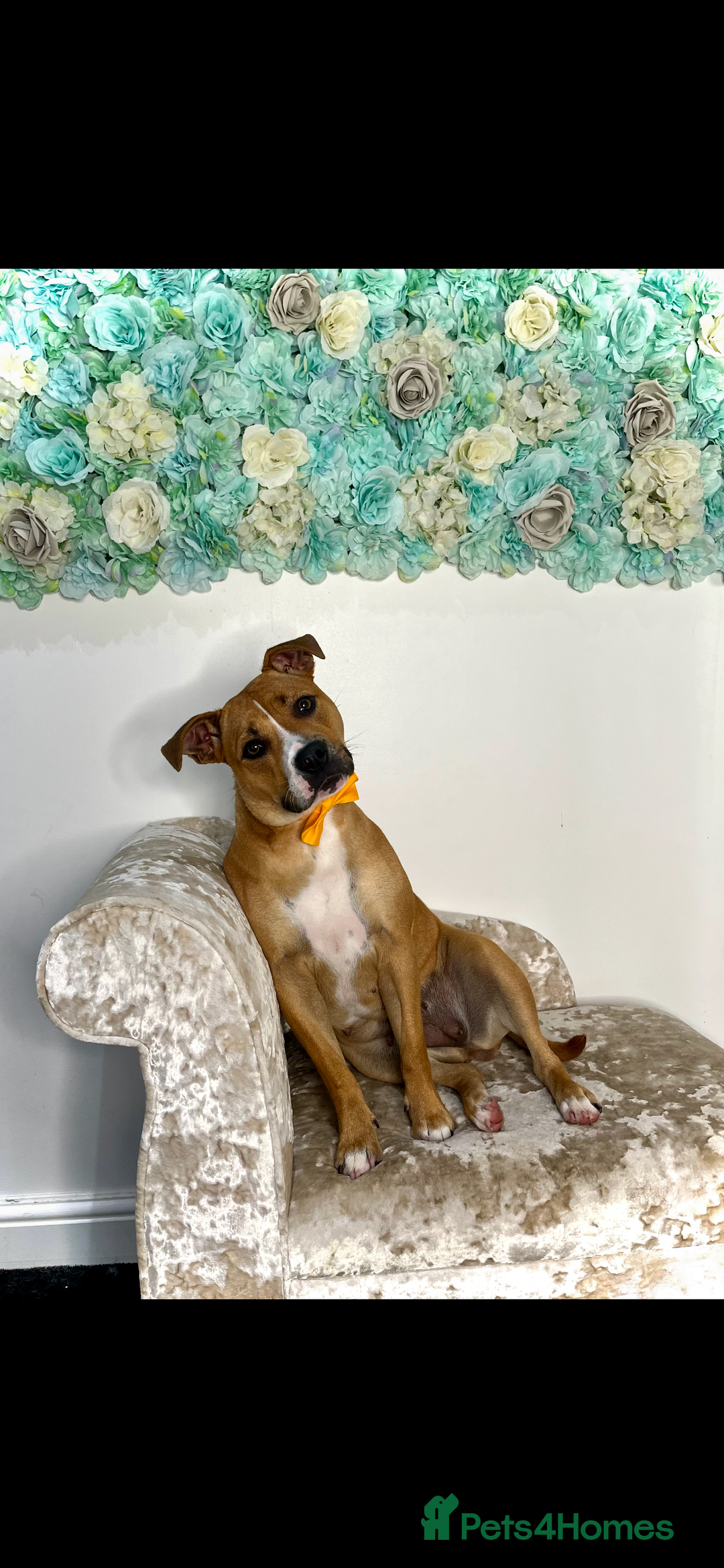 Staffordshire Bull Terrier dogs for sale: Lexi  - Advert 1