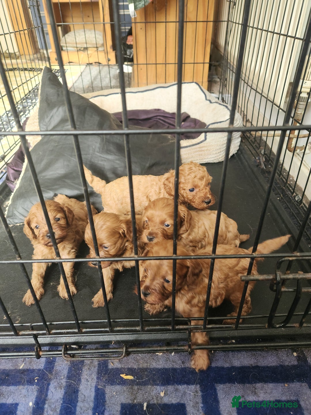 Cockapoo dogs for sale: 5 lovely cuddly puppies - Image 1