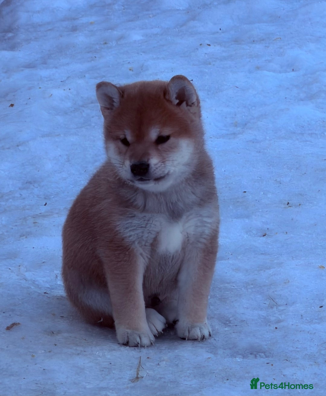 Japanese Shiba Inu dogs for sale: Japanese Shiba health tested , champion bloodline  - Advert 2