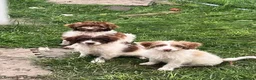 Cockapoo dogs for sale: Gorgeous F1 babies - vaccinated and ready to go - Advert 4