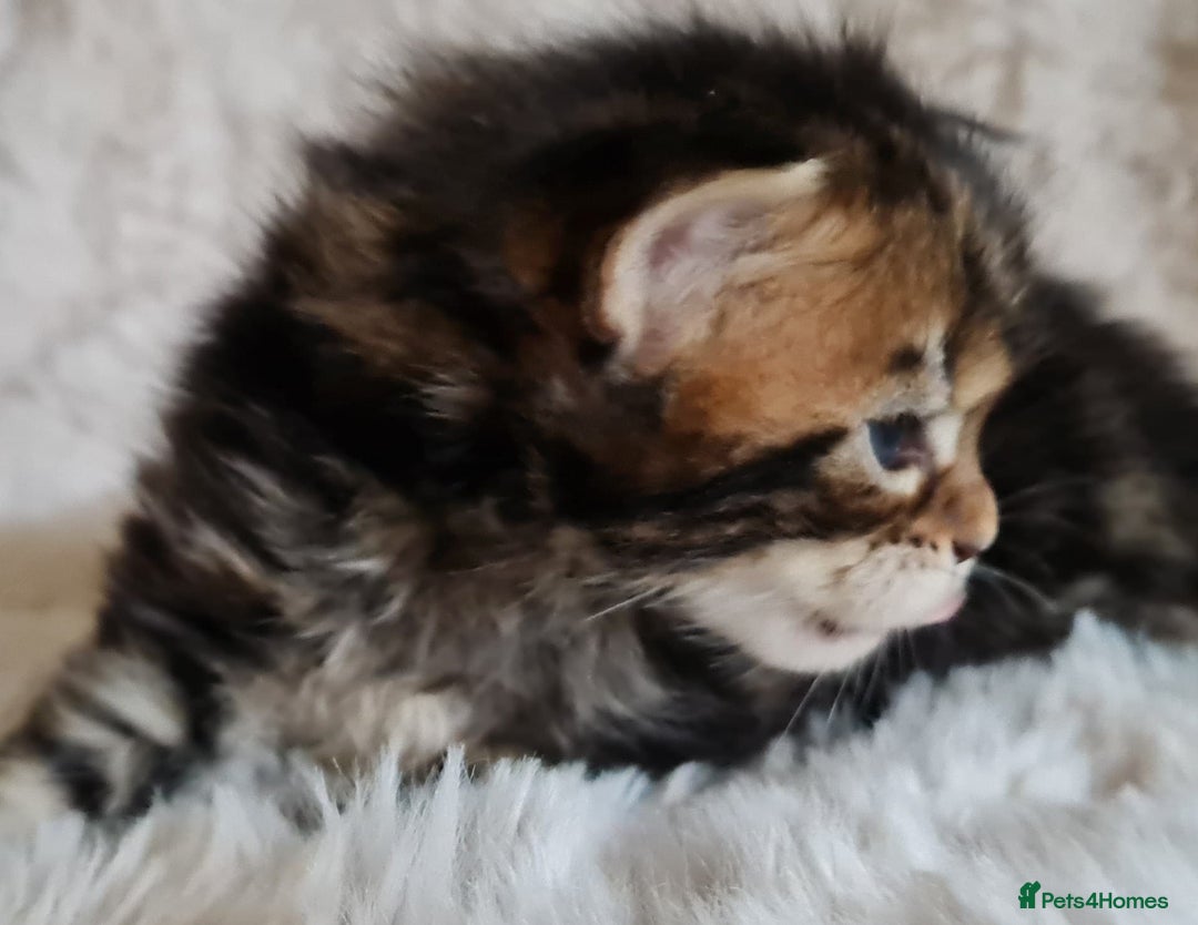 Maine Coon cats for sale: 100% Maine Coon Kittens DNA HEALTH TESTED PARENTS  - Image 28