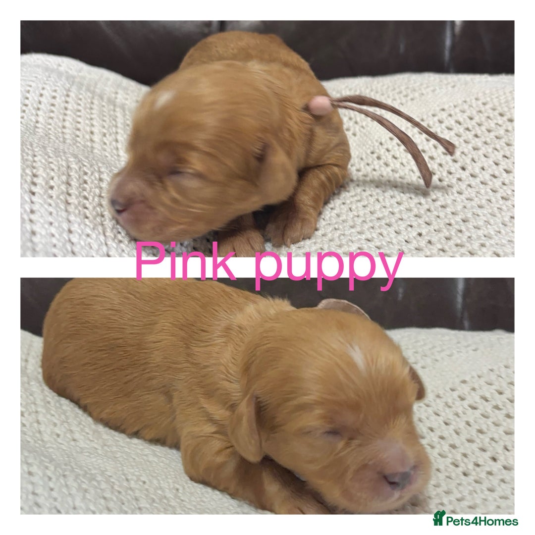 Cavapoo dogs for sale: Gorgeous F1 Cavapoo puppies. Health tested parents - Advert 31