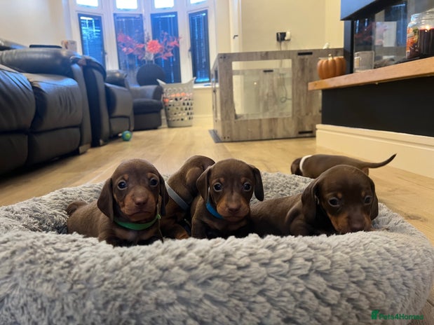 Miniature Dachshund dogs - Advert 13