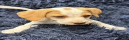 Mixed Breed dogs for sale: Beautiful jackabee pups ready to leave now - Advert 5