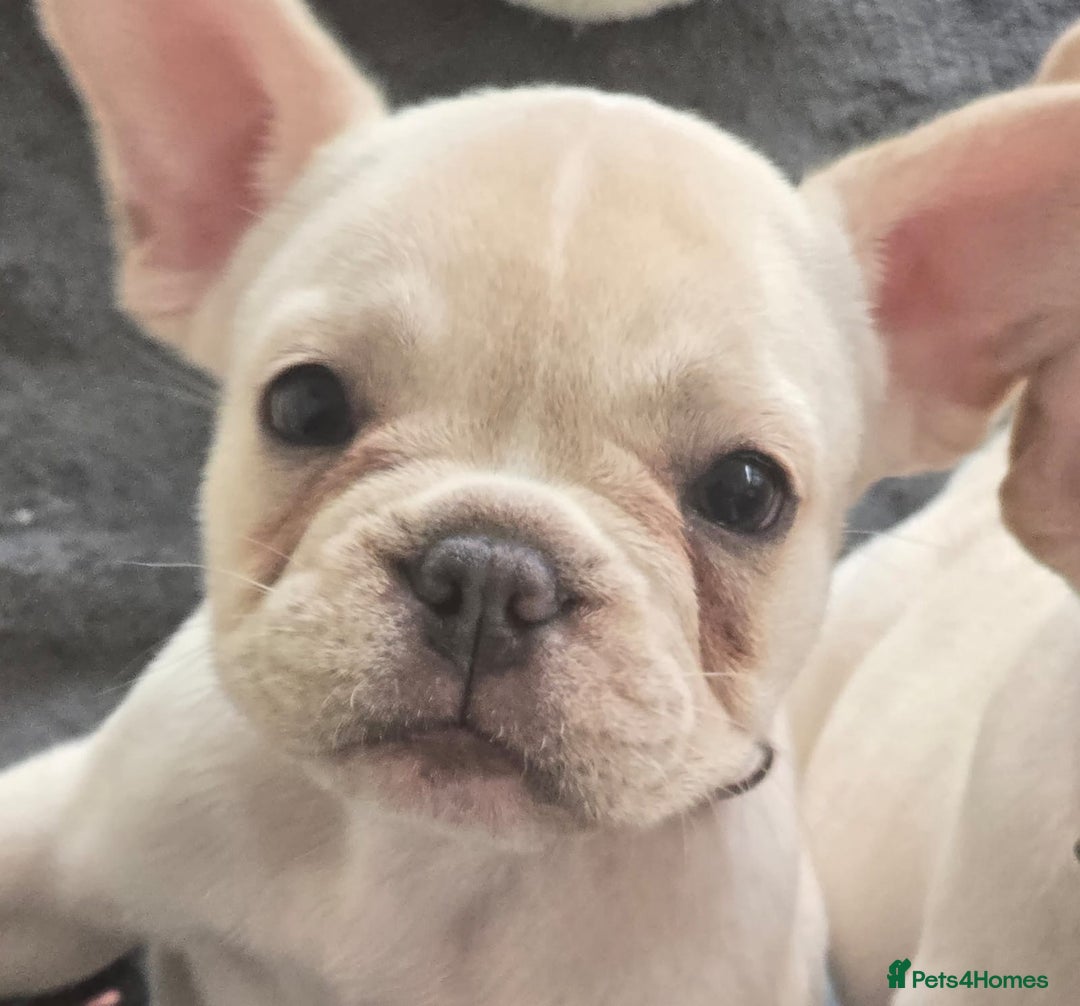 French Bulldog dogs for sale:  French bulldogs looking for their forever home in Lincoln - Image 14