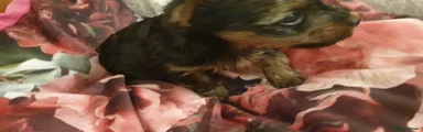Yorkshire Terrier Puppy 2