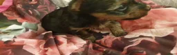 Yorkshire Terrier dogs for sale: Beautiful Yorkshire Terrier puppies - Advert 2