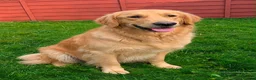 Golden Retriever dogs for sale: 35*GEN FCI KC Reg DAD TITLED CHAMPION HEALTH CER - Advert 4