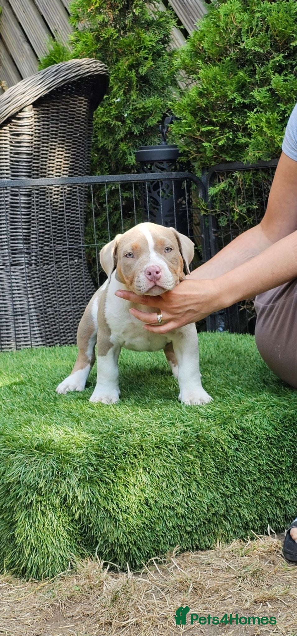 American Bully dogs Cowboyline pocket bullies (11 weeks old) - Advert 2