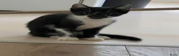 Domestic Shorthair cats for sale: 6 Kittens ready to go ASAP!  in West Drayton - Advert 4