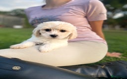 Cavachon dogs for sale: Cavachon puppies  - Image 7