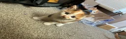 British Shorthair cats for sale: Beautiful Kittens  - Advert 4