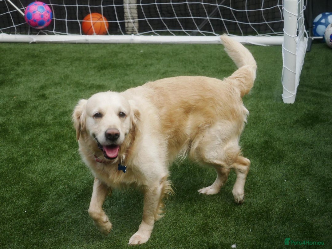 Golden Retriever dogs for stud: Stunning Golden Retriever for Stud –  meet Sammy - Image 7