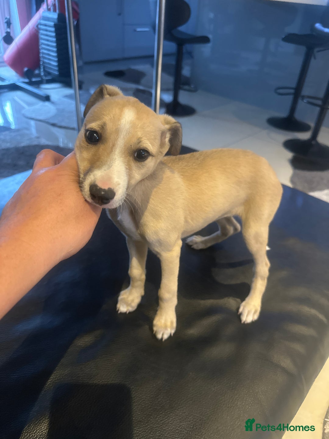 Mixed Breed dogs for sale: Beautiful healthy whippet  x Bedlington - Image 5