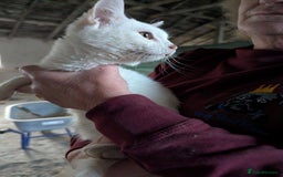 Mixed Breed cats for adoption: Banana for adoption - Advert 4