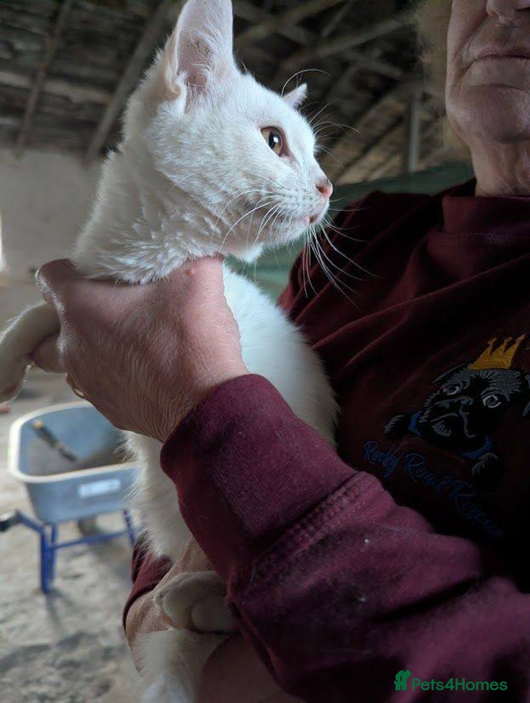 Mixed Breed cats for adoption: Banana for adoption - Advert 4