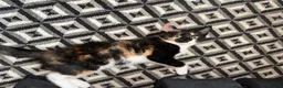 Mixed Breed cats for sale: Baby Mochi and Micah ❤️❤️ - Advert 3