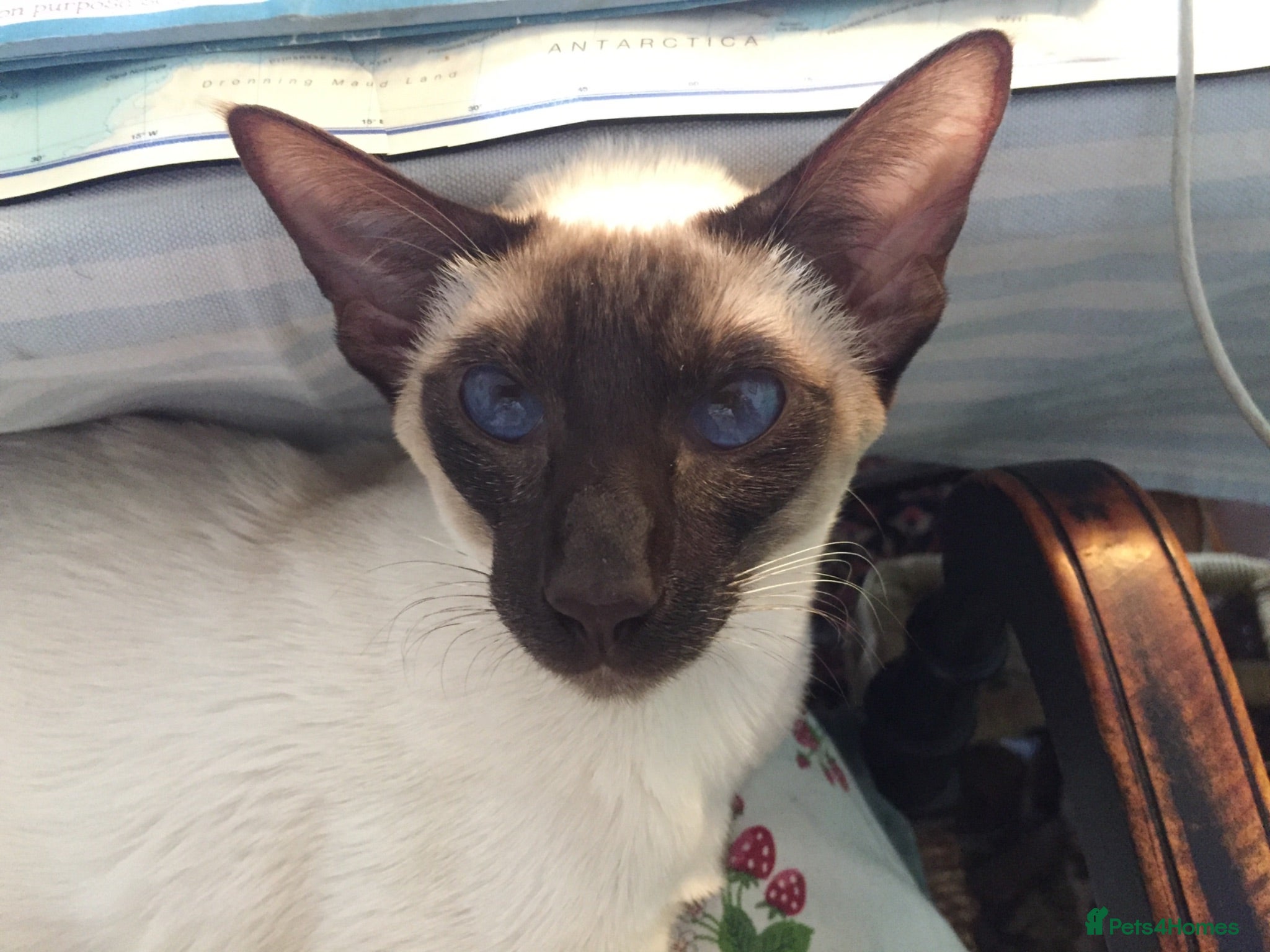 Siamese cats Two lovely adult Siamese need a new home - Advert 14