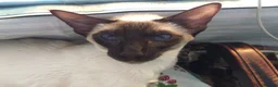 Siamese cats for sale: Two lovely adult Siamese need a new home - Advert 1