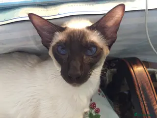 Siamese cats Two lovely adult Siamese need a new home - Advert 14