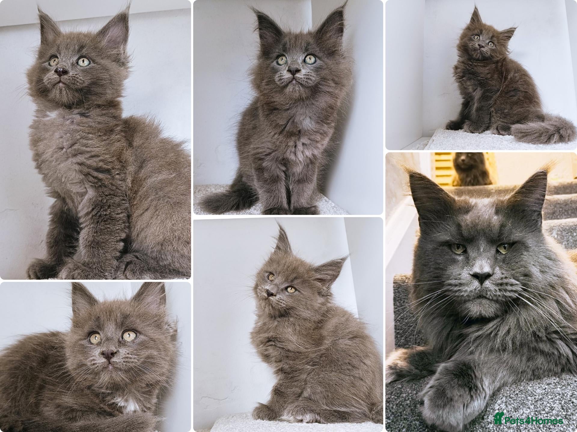 Maine Coon cats Blue maine coon kittens -DNA health tested parents - Advert 1