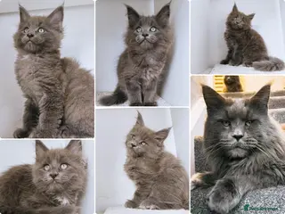 Maine Coon cats Blue maine coon kittens -DNA health tested parents - Advert 3