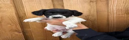 Mixed Breed dogs for sale: Bedlington whippet x springer spaniel puppys - Advert 17