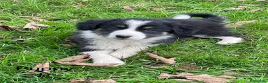 Border Collie 6