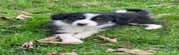 Border Collie dogs for sale: Farm bred border collie puppies - Advert 15