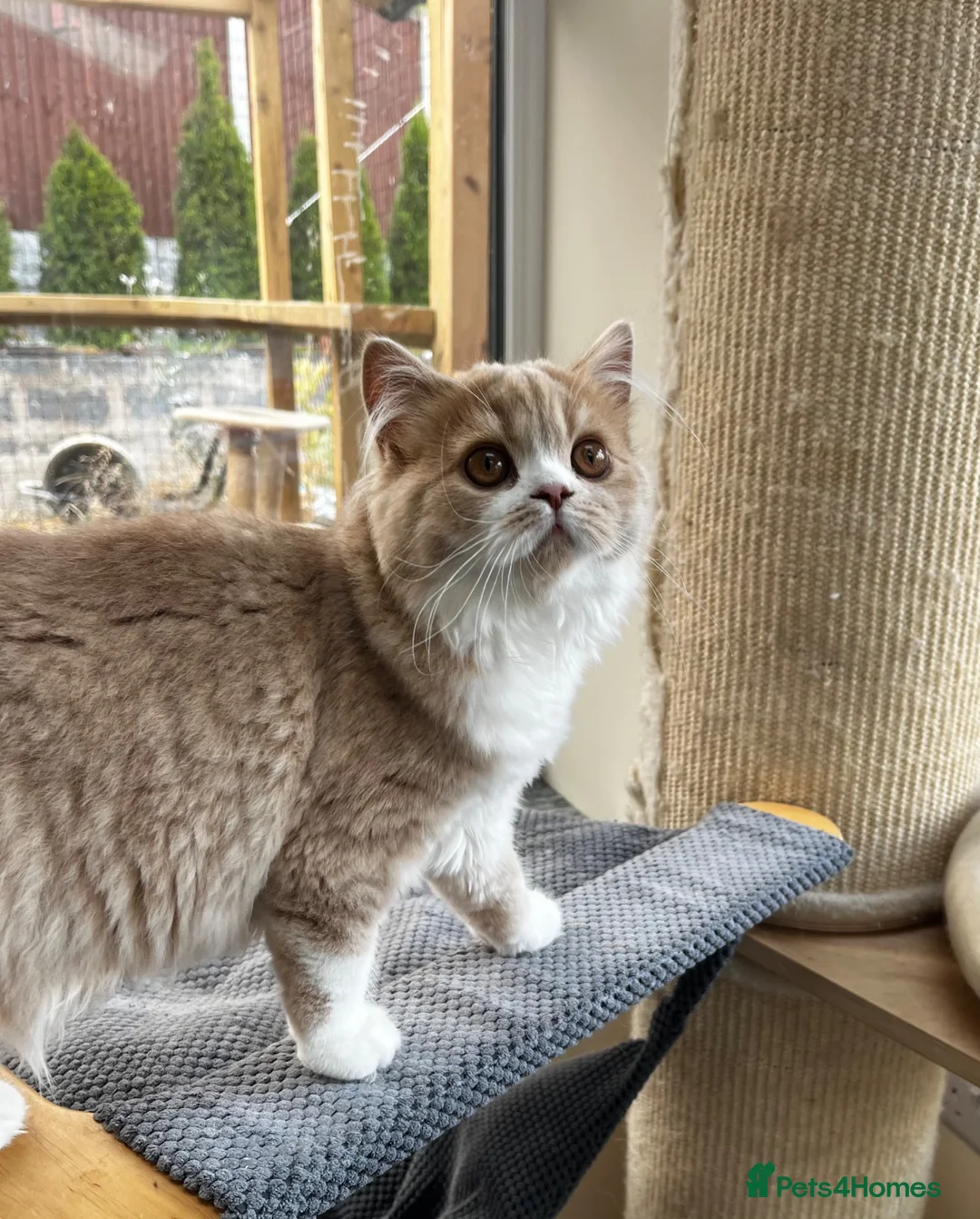 British Longhair cats for sale: Adorable girl - Advert 2