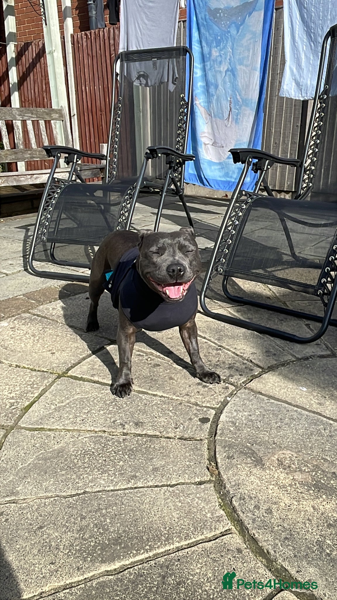Staffordshire Bull Terrier dogs KC Staffordshire bull terrier  - Advert 2