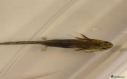 Axolotl reptiles for sale: Axolotl - Image 6