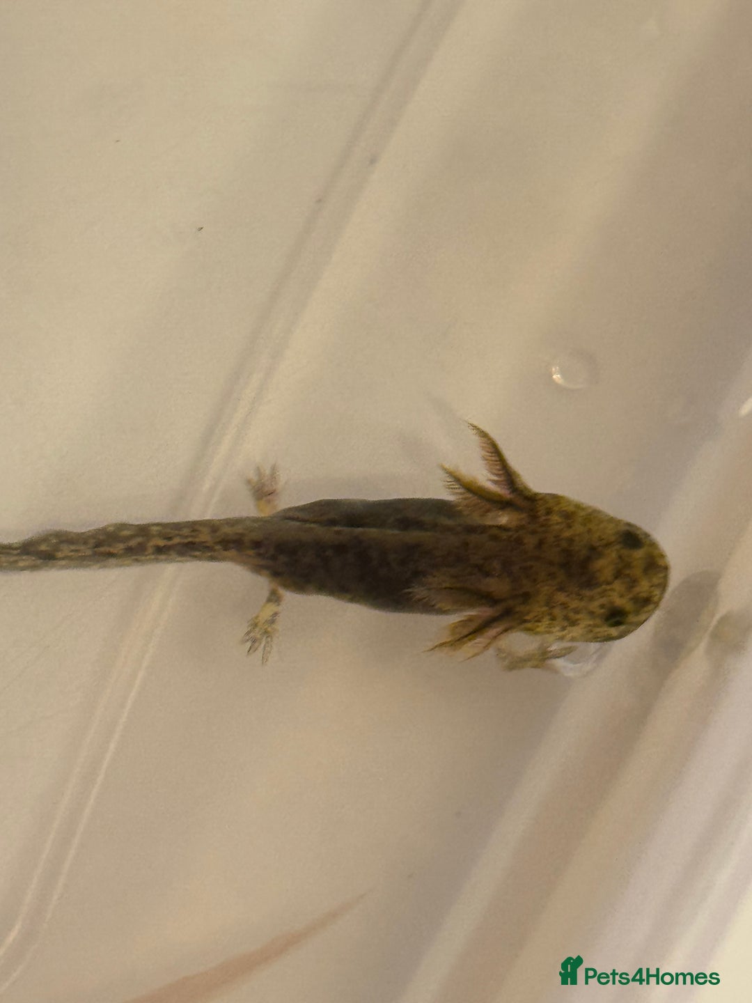 Axolotl reptiles for sale: Axolotl - Image 6
