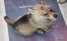 German Shepherd dogs for sale: RARE TAMASKAN PUPS. EMBARK PEDIGREE AND REGISTERED - Image 2