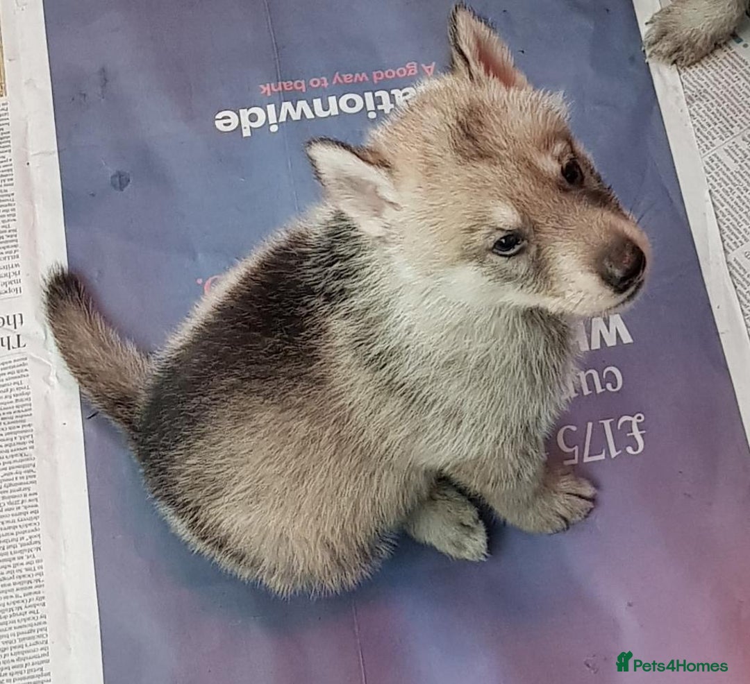 German Shepherd dogs for sale: RARE TAMASKAN PUPS. EMBARK PEDIGREE AND REGISTERED - Image 2