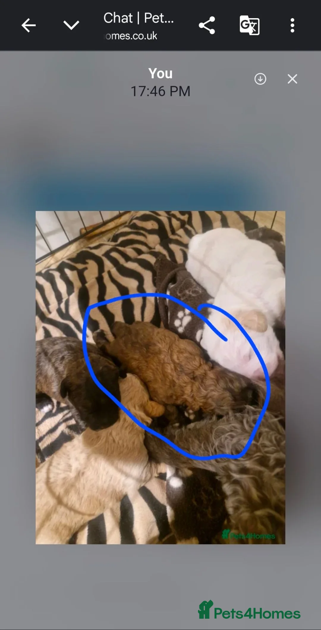 Shihpoo dogs for sale: Shihpoo pups for sale - Advert 4