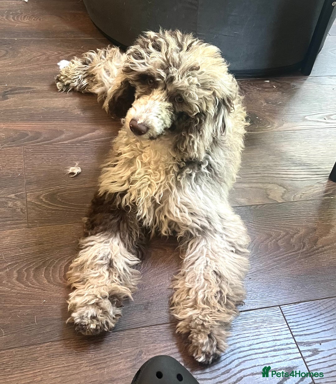 Miniature Poodle dogs for sale: Merle poodle baby - Image 3