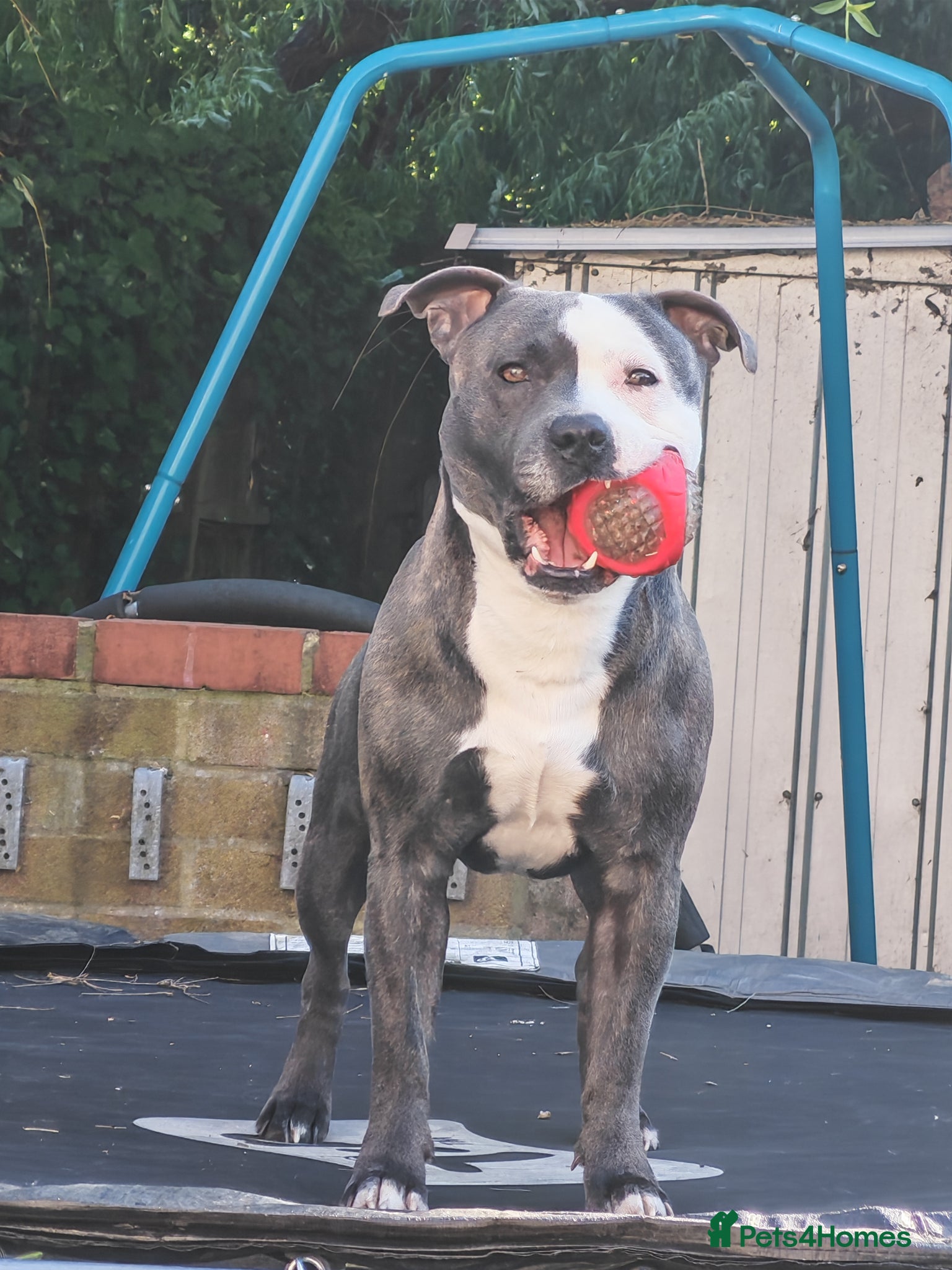 Staffordshire Bull Terrier dogs Odin 3 in July  - Advert 2