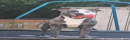 Staffordshire Bull Terrier dogs for sale: Odin 3 in July  - Advert 1