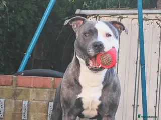 Staffordshire Bull Terrier dogs Odin 3 in July - Advert 2